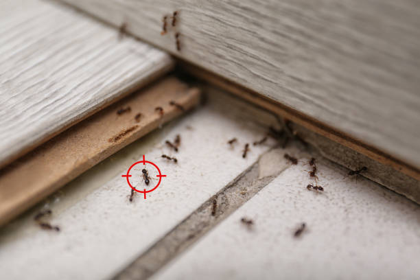 Best Pest Prevention Services  in Kannapolis, NC