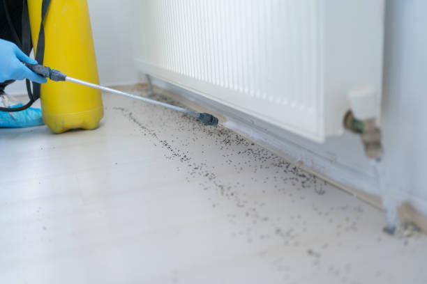 Best Mosquito Control Services  in Kannapolis, NC