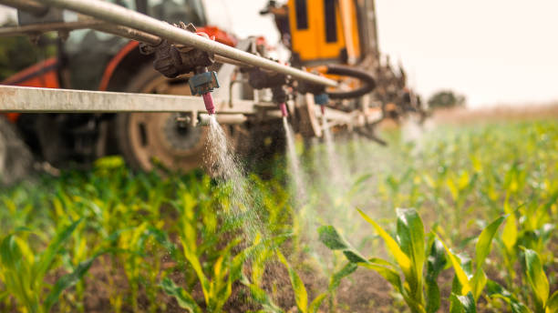 Best Ant Control Services  in Kannapolis, NC